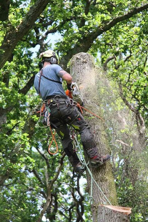 https://www.bcpfree.co.uk/united-kingdom/bournemouth/construction-and-trades/dorset-tree-surgeon Dorset Tree Surgeons are a team of fully qualified and insured professionals, undertaking all aspects of tree surgery in accordance with British standards BS3998. We are locally based in Bournemouth and have enjoyed thousands of jobs in Bournemouth, Poole, the Dorset and Hampshire regions. #treesurgery #treesurgeon #arborist #treework #treeservice #arboriculture #arblife #treeclimber #treebiz #tree… Arborist Climbing Trees, Arborist Climbing, Tree Surgeons, Tree Service, Year Plan, Clothing Hacks, Professional Services, Branding Inspiration, Bradley Mountain