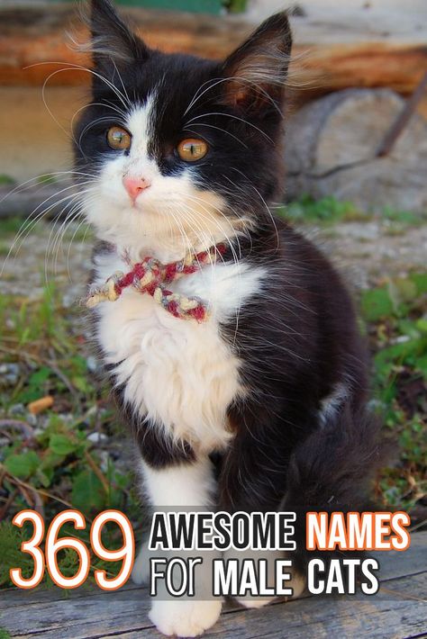 Male Cat Names Unique, Kitten Names Boy, Kitten Names Unique, Names For Male Cats, Calico Cat Names, Tabby Cat Names, Boy Cat Names, Unique Cat Names, Silver Tabby Cat