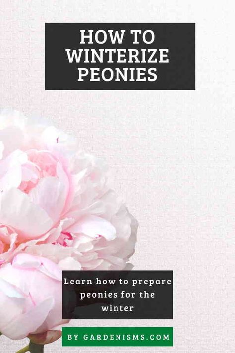 Peony Farming, Peony Bushes, Peony Farm, Peony Care, Fall Prep, Fall Yard, Peony Bush, Gardening Guide, Planting Peonies