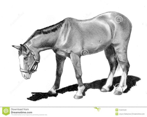 Pencil Drawing of Horse Looking Down Stock Illustration - Illustration of dejected, lonely: 15421543 Realism Pencil Drawing, Lunging Horse, Drawing Of Horse, Ground Illustration, Realism Pencil, Drawing Of A Horse, Horse Drawing, Horse Drawings, A Horse