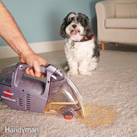 Enzyme Cleaner, Carpet Cleaning Hacks, Pet Stains, Family Handyman, Pet Hacks, Carpet Cleaning, Labradoodle, How To Clean Carpet, Dog Care