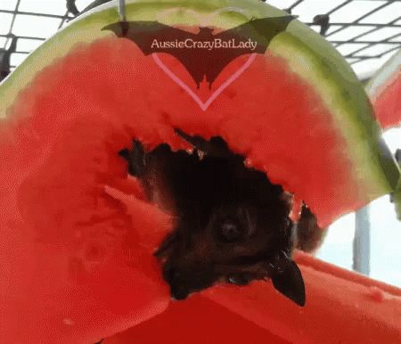 Fruit Bat Video, Bat Gif, Bat Stimboard, Bat Stim Gif, Cuddly Bats, Bats In A Cave, Bat Species, Human Hand, Jack In The Box