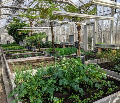 Martha Stewart Gardening, Alitex Greenhouse, Martha Stewart Greenhouse, Unheated Greenhouse Growing, Outdoor Garden Bed, Vaughn House Greenhouse, Lettuce Seeds, Biennial Plants, Succession Planting