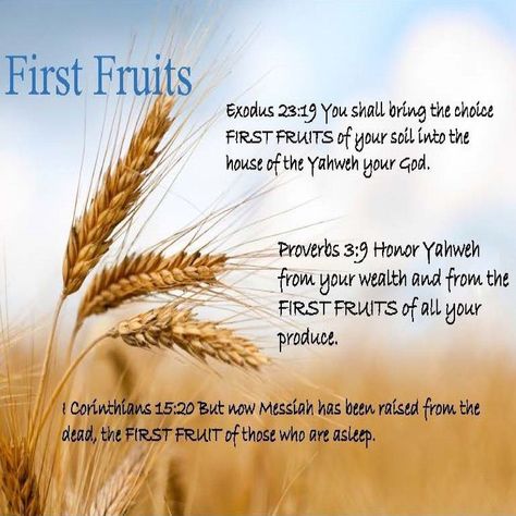 Feast Of First Fruits, Counting The Omer, Bible Contradictions, Sabbath Quotes, Biblical Feasts, Feasts Of The Lord, Happy Feast, Hebrew Lessons, Resurrection Day