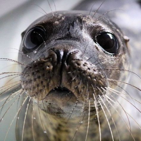 90 Pics Of Seals That Are Basically 'Sea Puppies' Shared By This Rescue In Ireland Cute Animal Pfp, Funny Seal, Wilderness Animals, Funny Seals, Cute Animal Character, Sea Life Painting, Cute Seals, Seal Pup, Baby Seal