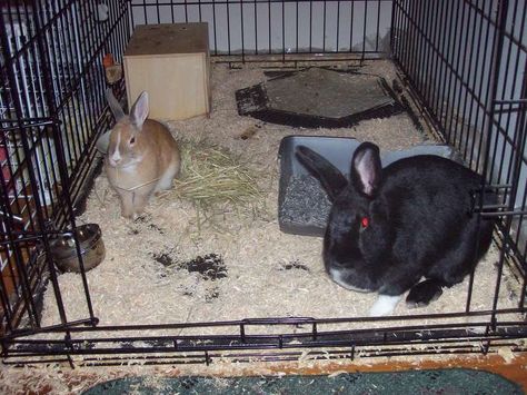 BunSpace.com Forum: Rabbits in dog crate cages? I want to see your pictures! Dog Crate Bunny Cage, Bunny Cage, Bunny Stuff, Bunny Cages, Rabbit Cage, Dog Crate, Rabbits, I Want, Thread