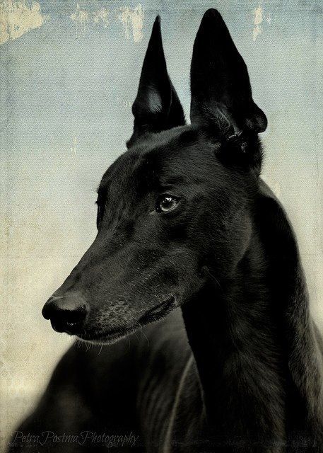 Regard Animal, Pharaoh Hound, Greyhound Art, Grey Hound Dog, Animal Reference, Italian Greyhound, Old Dogs, Hound Dog, Dog Photography