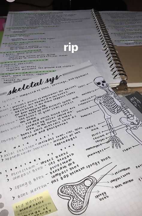 Pe Notes Aesthetic, Pre Med Notes Aesthetic, Aesthetic Notes Inspo Biology, Nurse Study Notes Aesthetic, Aesthetic Notes Medical, Med Term Notes Aesthetic, Aesthetic Anatomy Notes, Neurosurgeon Aesthetic Notes, Med Notes Aesthetic