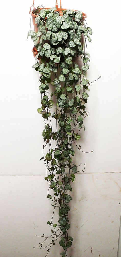 Indoor Vine Plants, Wall Climbing Plants, Indoor Climbing Plants, Indoor Vines, Creepers Plants, Ceropegia Woodii, Large Indoor Plants, String Of Hearts, Indoor Flowering Plants