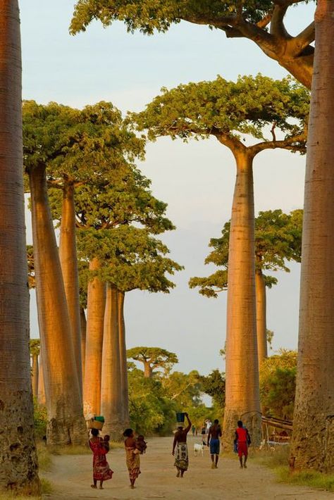 Travel To Africa, Baobab Tree, Unique Trees, Dirt Road, Nature Tree, Landscape Pictures, Africa Travel, Beautiful Tree, Mauritius