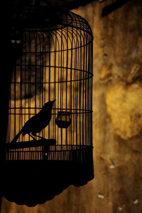 calmapparente:    “In a cage” by Tashi Delek Anders Dragon Age, Flying Bird Silhouette, Bird In A Cage, Quote Photo, Write Poetry, The Caged Bird Sings, Gold Aesthetic, Bird Silhouette, Poetry Poem