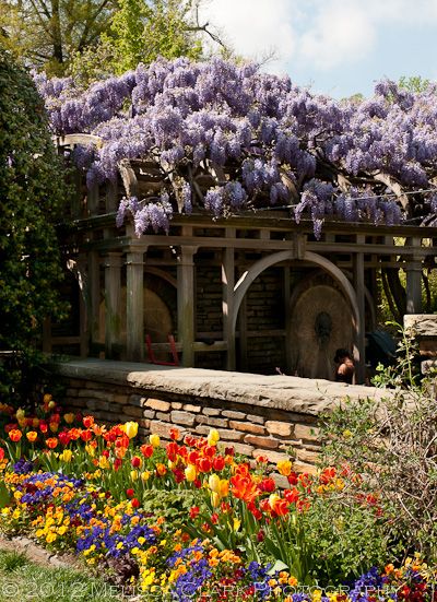 Dumbarton Oaks Spring Wisteria, Japanese Wisteria, Dumbarton Oaks, Wisteria Lane, Spring Gardens, Flower Gardens, The Fountain, Garden Gates, Garden Spaces