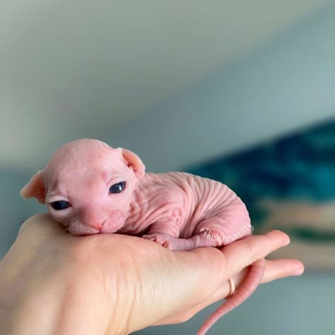 Cute Hairless Cat, Sphinx Cat, Hairless Cat, Sphynx Cat, Sphynx, Cute Kittens, Cute Cats And Dogs, Silly Cats, Pretty Cats