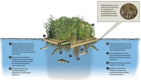 Floating Garden Architecture, Floating Gardens, Aqua Garden, Sustainable Homestead, Floating Islands, Aquaponics Fish, Wetland Park, Hydroponic Farming, Conservation Of Natural Resources