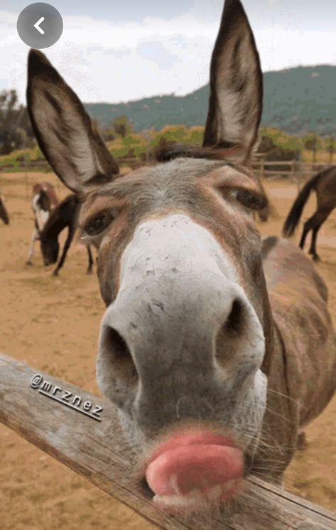 A Donkey, Donkeys, Fence, Horses, Funny, Animals