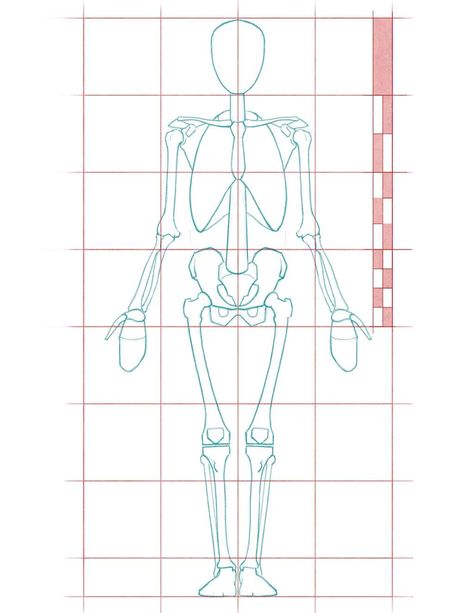 Anatomy Proportions, Anatomy Drawing Practice, Human Proportions, Figure Drawing Tutorial, Skeleton Anatomy, Male Figure Drawing, Skeleton Drawings, Anatomy Tutorial, Human Anatomy Drawing