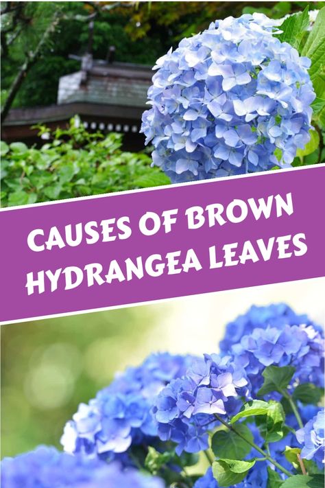 Discover the common causes behind brown leaves on hydrangeas - from over-fertilization, insufficient watering, to pest problems. Uncover effective solutions and preventive measures to maintain vibrant and healthy plants all year round. Hydrangea Leaves, Bacterial Diseases, Scale Insects, Compost Tea, Insecticidal Soap, Brown Leaves, Planting Hydrangeas, Healthy Plants, Your Beautiful