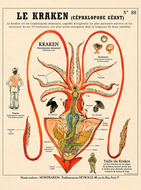 Weird Kafka-Style Anatomies, Fantastic Creatures And Fancies Chart By Camille Renversades Giant Squid, The Kraken, Curious Creatures, Cabinet Of Curiosities, Mythological Creatures, The Human Body, Kraken, Fantastic Beasts, Art Plastique