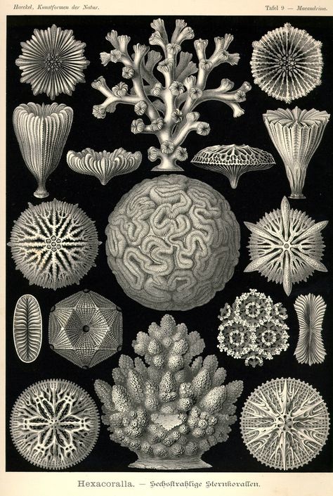 Coral Art Print, Creature Marine, Brain Coral, Natural Form Art, Coral Art, Illustration Photo, Life Poster, Antique Illustration, Nautical Art