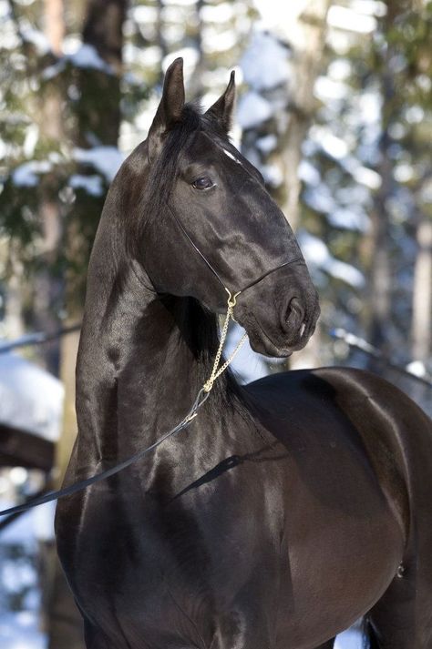 The Kladruber, an endangered breed from the Czech Republic, was once a ceremonial carriage horse and widely known for its distinctive Roman nose. The breed was nearly wiped out in the early twentieth century, but European breeders are now trying to revive the breed by selective outcrossing programs. Roman Nose, Rare Horse Breeds, Rare Horses, Akhal Teke, Horse Boarding, Black Horses, Horses And Dogs, All The Pretty Horses, Horse Crazy