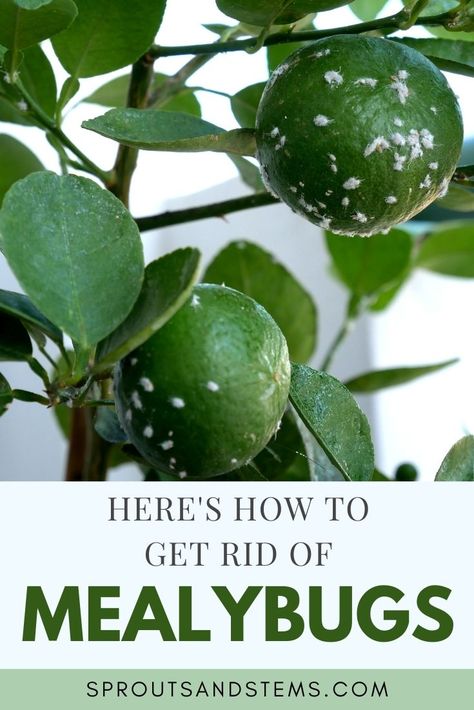 How to Get Rid of Mealybugs | Sprouts and Stems Houseplant Pests, Mealy Bugs, Natural Pesticides, Houseplant Care, Lucky Plant, Plant Pests, Buy Plants Online, Backyard Vegetable Gardens, Planting Plan