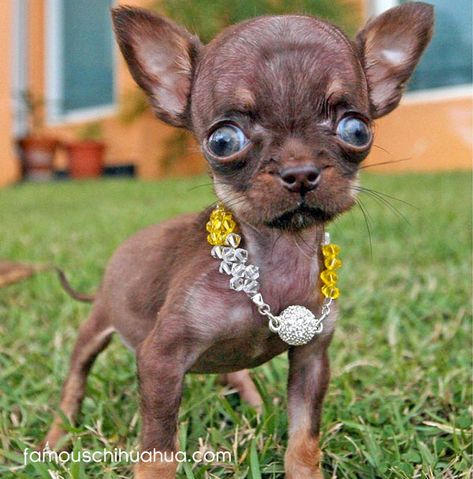 6,35 centimeters in height and 170 grams, make the puerto rican chihuahua milly, supposedly the smallest dog in the world Ugly Animals, Toy Dog Breeds, Ugly Dogs, Cute Chihuahua, Chihuahua Love, Tiny Dogs, Chihuahua Puppies, Chihuahua Dogs, Baby Dogs