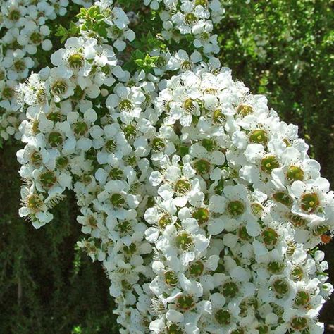 Leptospermum Laevigatum, Plant Pallet, Seed Raising, Australian Tea Tree, Drought Resistant, Native Garden, The Leaf, New Growth, Small Trees