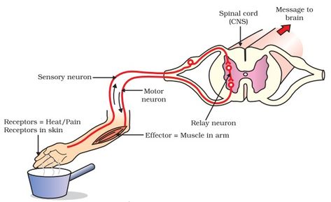 Reflex Arc Diagram, Neuron Diagram, Reflex Arc, Human Eye Diagram, Plant Cell Diagram, Brain Diagram, Human Respiratory System, Biology Diagrams, Cell Diagram