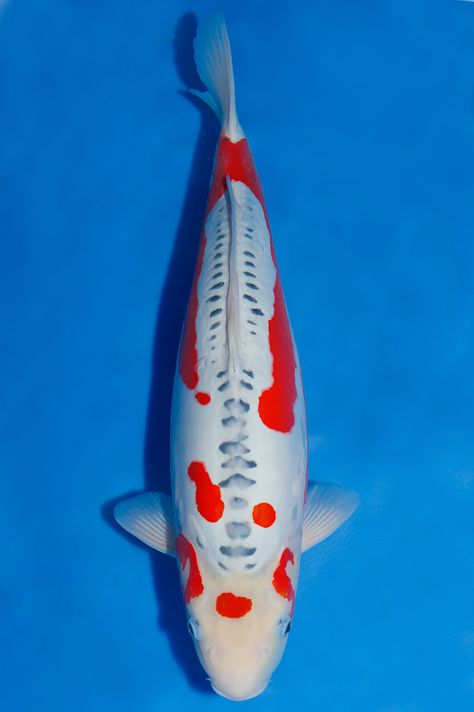 Hana Shusui has white replacing the blue on the top half of the body Shusui Koi, Koi Fish Colors, Drawing Elements, Red Drawing, Koi Painting, Pond Fish, Outdoor Ponds, Japanese Water, Salt Water Fish