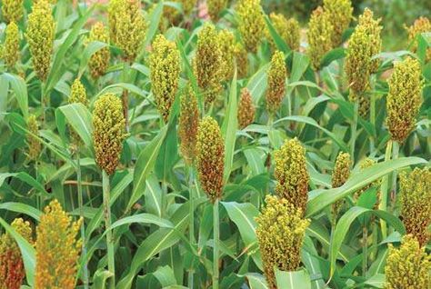 sorghum Food Plots For Deer, Hyacinth Bean Vine, Clover Seed, Food Plot, Squash Seeds, Premium Food, Game Birds, Wild Game, Tree Seeds