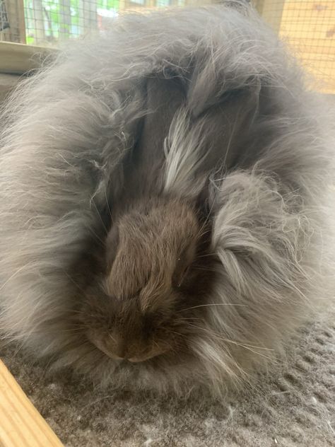 french angoras nc French Angora Rabbit, English Angora, Angora Goats, Indoor Pets, Angora Rabbit, Rabbits