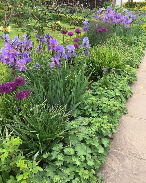 Iris Border, Garden Corner Ideas, Cozy Garden, Coastal Garden, Garden Corner, Corner Ideas, Flower Centerpiece, Tranquil Retreat, Purple Garden