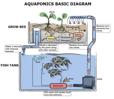 Aquaponics Greenhouse, Backyard Aquaponics, Nitrogen Cycle, Aquaponics Fish, Aquaponics Diy, Aquaponic Gardening, Aquaponics System, Fish Farming, Hydroponics System