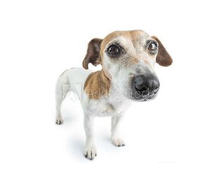 Dog Standing, Dog Stock Photo, Goofy Dog, Face Funny, What Kind Of Dog, Pretty Dogs, Silly Dogs, White Dog, Silly Animals