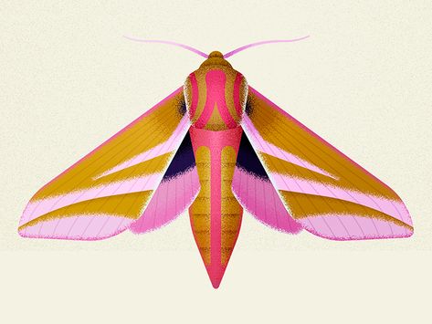 elephant hawk moth by Nature Press on Dribbble Elephant Hawk Moth, Moth Illustration, Insects Theme, Moth Art, Gig Poster, Hawk Moth, Moth Tattoo, Stag Beetle, Art Appliqué