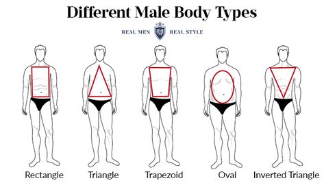 Types Of Body Men, Men Body Shape, Male Body Types Drawing, Men Body Types, Body Type Reference, Male Body Types, Mens Body Types, Drawing Bodies, Male Body Shapes