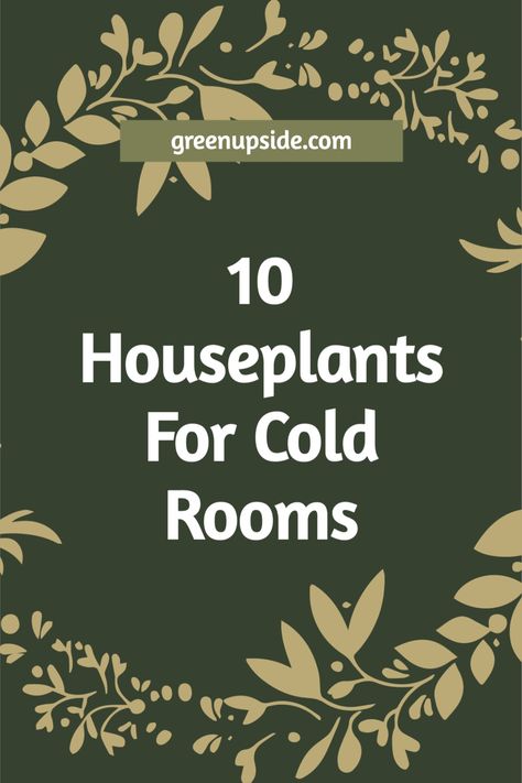 When winter starts to get to you, houseplants can help to brighten things up. Some houseplants can survive cold temperatures if you keep the thermostat low. In this article, we’ll look at 10 cold tolerant houseplants. We’ll also talk about their proper care in terms of water, light, and other important factors. Cold Tolerant House Plants, Plants For Cold Rooms, Cold Weather Plants, Indoor Forest, Mugo Pine, Perennial Ground Cover, Indoor Plants Low Light, Drought Tolerant Perennials, Maidenhair Fern