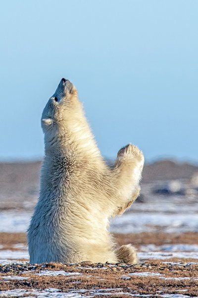 Polar Bear Appears to Be Praying for Snow: Photos | PEOPLE.com Baby Polar Bears, Divine Intervention, Cute Polar Bear, Bear Photos, Bear Pictures, Wild Creatures, The Heavens, Bear Stuffed Animal, Nature Animals