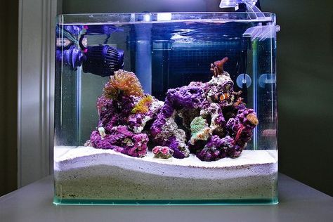 Reef Tank 4 Gallon Fish Tank, Reef Tank Aquascaping, Nano Reef Tank, Marine Fish Tanks, Saltwater Aquariums, Saltwater Aquarium Fish, Amazing Aquariums, Cool Fish Tanks, Saltwater Fish Tanks