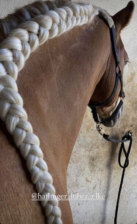 Mane Braids For Horses, Hairstyles For Horses, Horse Braids Mane, Horse Hairstyles, Horse Braids, Horse Mane Braids, Horse Hair Braiding, Horse Braiding, Dream Stables