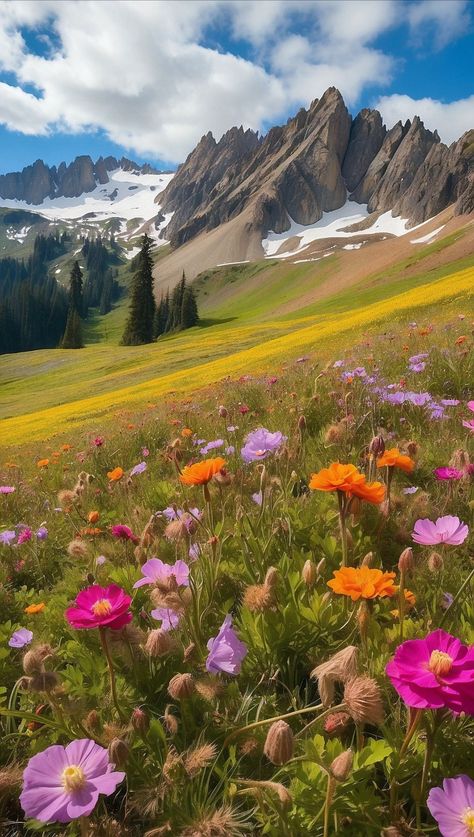 Flower Backround, Meadow Photography, Mountain Flowers, Mountain Meadow, Alpine Flowers, Beautiful Landscape Photography, Alpine Meadow, Mountain Wallpaper, Cascade Mountains