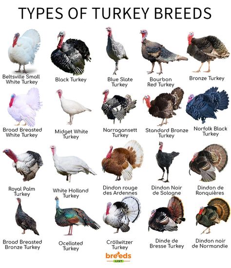 Turkey Breeds, Poultry Farm Design, Backyard Birds Watching, Raising Turkeys, Breeds Of Cows, Turkey Bird, Raising Farm Animals, Backyard Chicken Farming, Animal Tracks