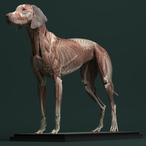 Canine Anatomy, Dog Reference, 3d Canvas Art, 3d Anatomy, Dog Anatomy, Dog Leg, Anatomy Models, Animal Anatomy, 강아지 그림