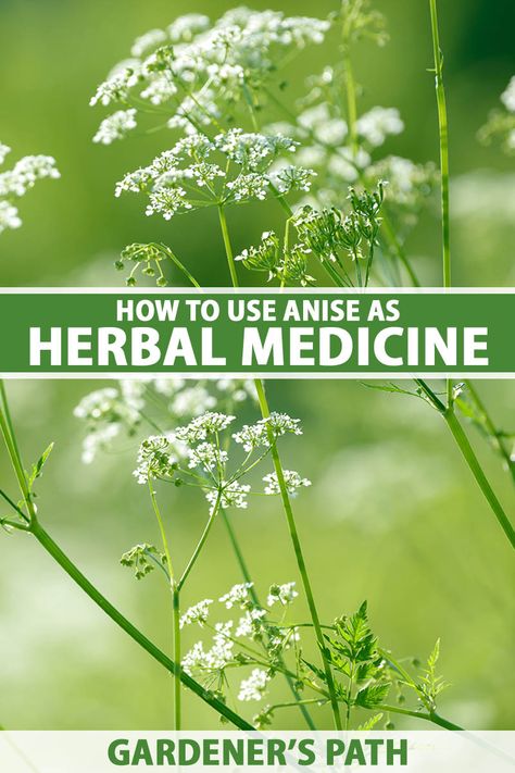 Anise Seed Benefits, Allysum Flowers, Evening Primrose Benefits, Anise Benefits, Anise Plant, Medicinal Herbs Garden, Vegetable Benefits, Herbs Garden, Medicinal Garden