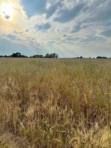 field | wheat | purple | brown | sun | summer | clouds | Fields Aesthetic, Summer Clouds, Wheat Fields, Wheat, Sun, Purple