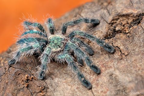 Pinktoe Tarantula, Pink Toe Tarantula, Rose Hair Tarantula, Tarantula Enclosure, Pet Tarantula, Arachnids Spiders, Pet Spider, Pink Toes, Creepy Crawlies