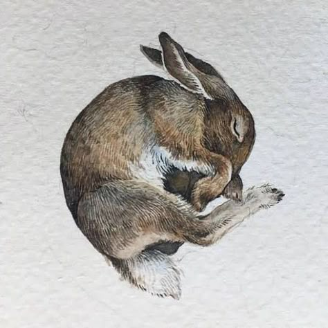 Hare Sketch, Hare Tattoo, Hare Drawing, Whimsical Drawings, Jackie Morris, Hare Illustration, Sleeping Drawing, Felted Toys, Hare Painting