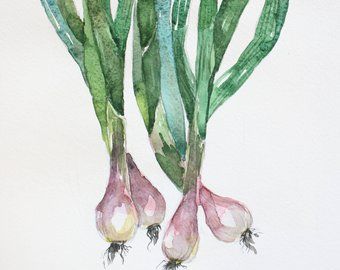 Watercolour Vegetables, Watercolor Veggies, Onion Art, Watercolor Vegetables, Stylo Art, Botanical Home Decor, Vegetable Painting, Botanical Home, Vegetable Illustration