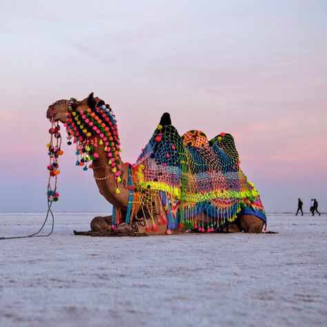 The Great Rann of Kutch is a salt marsh in the Thar Desert in the Kutch District of Gujarat, India. kutch its also written as Kachchh. Gujarat Tourism, Great Rann Of Kutch, Tent City, Kutch Gujarat, Rann Of Kutch, Desert Festival, Bodh Gaya, White Desert, Korean Drama Stars