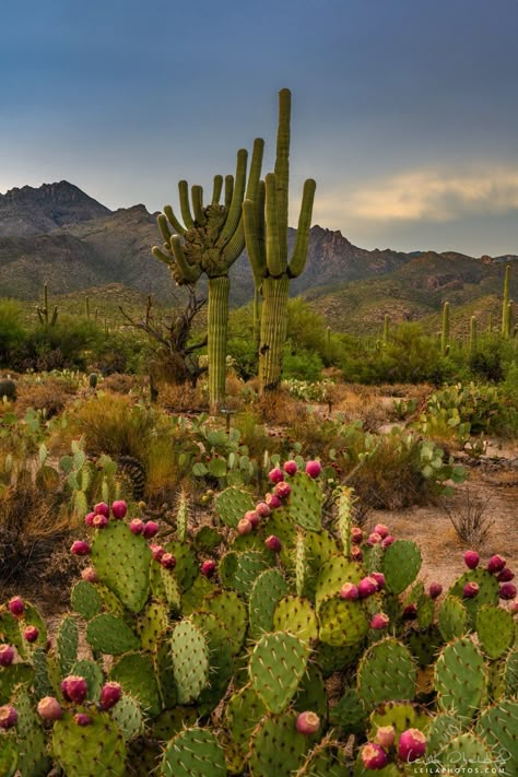 Plantas del desierto Desert Cactus Photography, Cactus In Desert, Desert Plants Landscaping, Cactus Mexico, Arizona Desert Landscape, Cactus Arizona, Mexico Cactus, Tropical Desert, American Desert